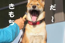 バクフォト