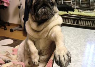 犬の写真１