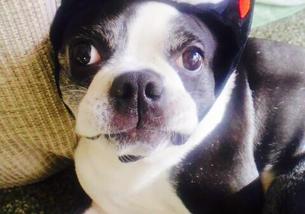 犬の写真１