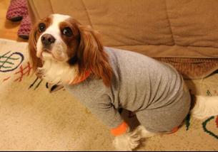 犬の写真１