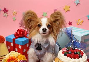 犬の写真１