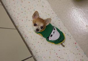犬の写真１