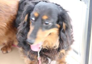犬の写真１