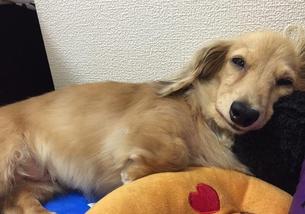 犬の写真１