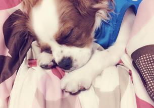 犬の写真１