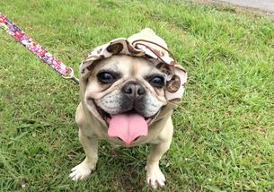 犬の写真１