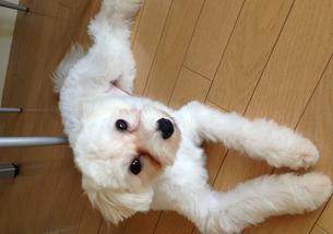犬の写真１
