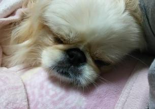犬の写真１