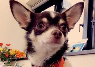 犬の写真１