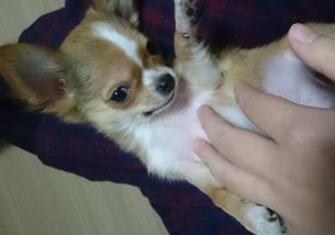 犬の写真１