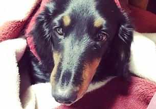 犬の写真１