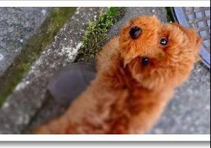 犬の写真１