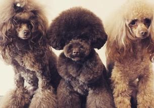 犬の写真１