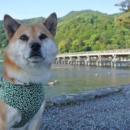 すずこ