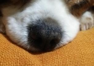 犬の写真１