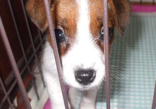犬の写真１