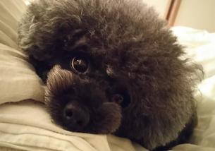 犬の写真１