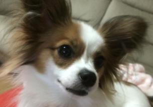 犬の写真１