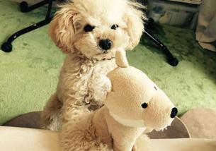 犬の写真１