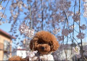 犬の写真１