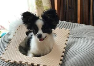 犬の写真１