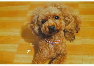 犬の写真１
