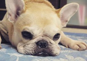 犬の写真１