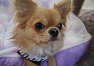 犬の写真１