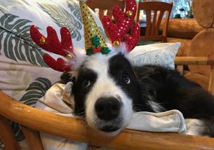 犬の写真１