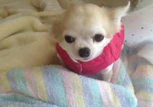 犬の写真１