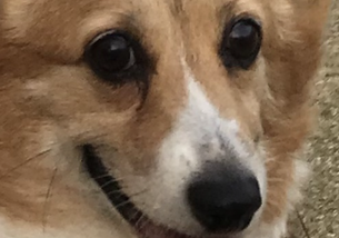 犬の写真１