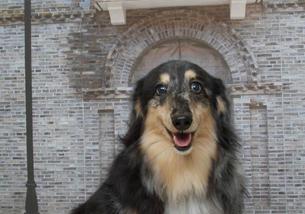 犬の写真１
