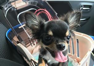 犬の写真１
