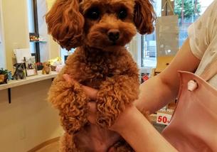 犬の写真１
