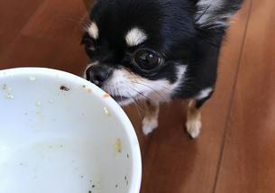 犬の写真１