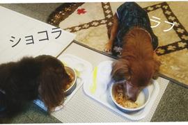 夢中で食べてくれました
自分で食べてくれた事に感度しました！