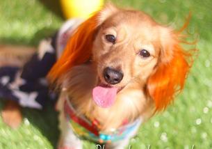 犬の写真１
