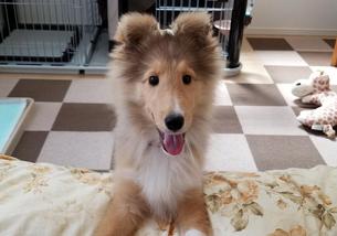 犬の写真１
