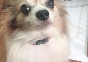 犬の写真１