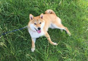 犬の写真１
