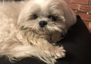 犬の写真１