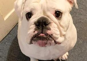犬の写真１