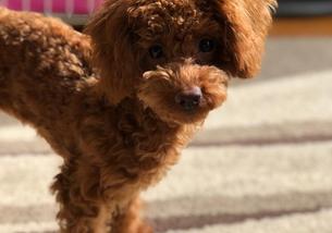 犬の写真１