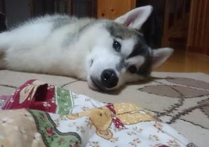 犬の写真１