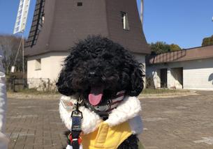 犬の写真１
