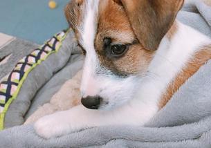 犬の写真１