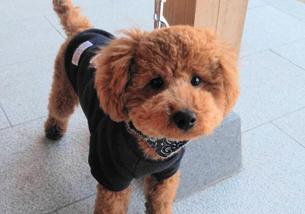 犬の写真１