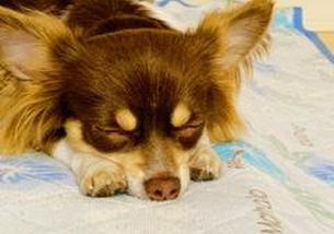 犬の写真１