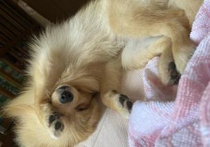 犬の写真１