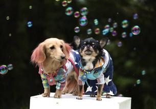 犬の写真１